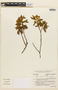 Mimosa aurivillus image