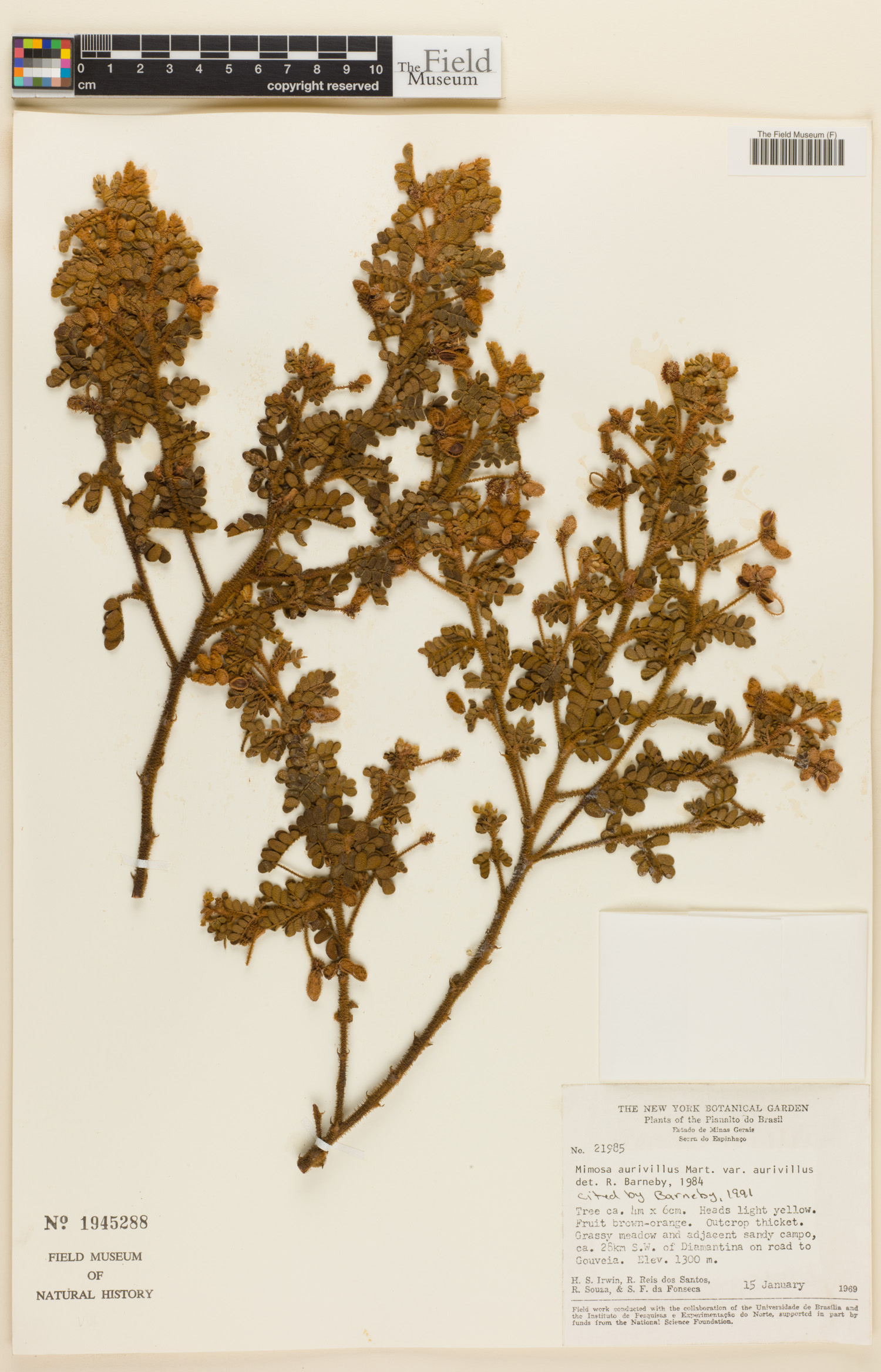 Mimosa aurivillus var. aurivillus image