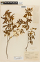 Mimosa aurivillus var. aurivillus image