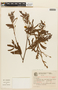 Mimosa aurivillus var. sordescens image