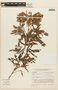Mimosa aurivillus var. sordescens image