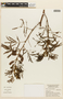 Mimosa balduinii image