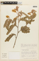 Mimosa barretoi image