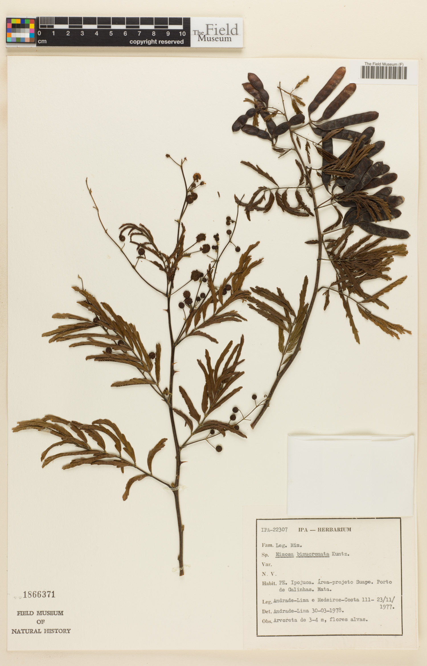 Mimosa bimucronata image
