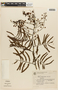 Mimosa bimucronata image