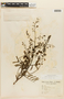 Mimosa bimucronata image