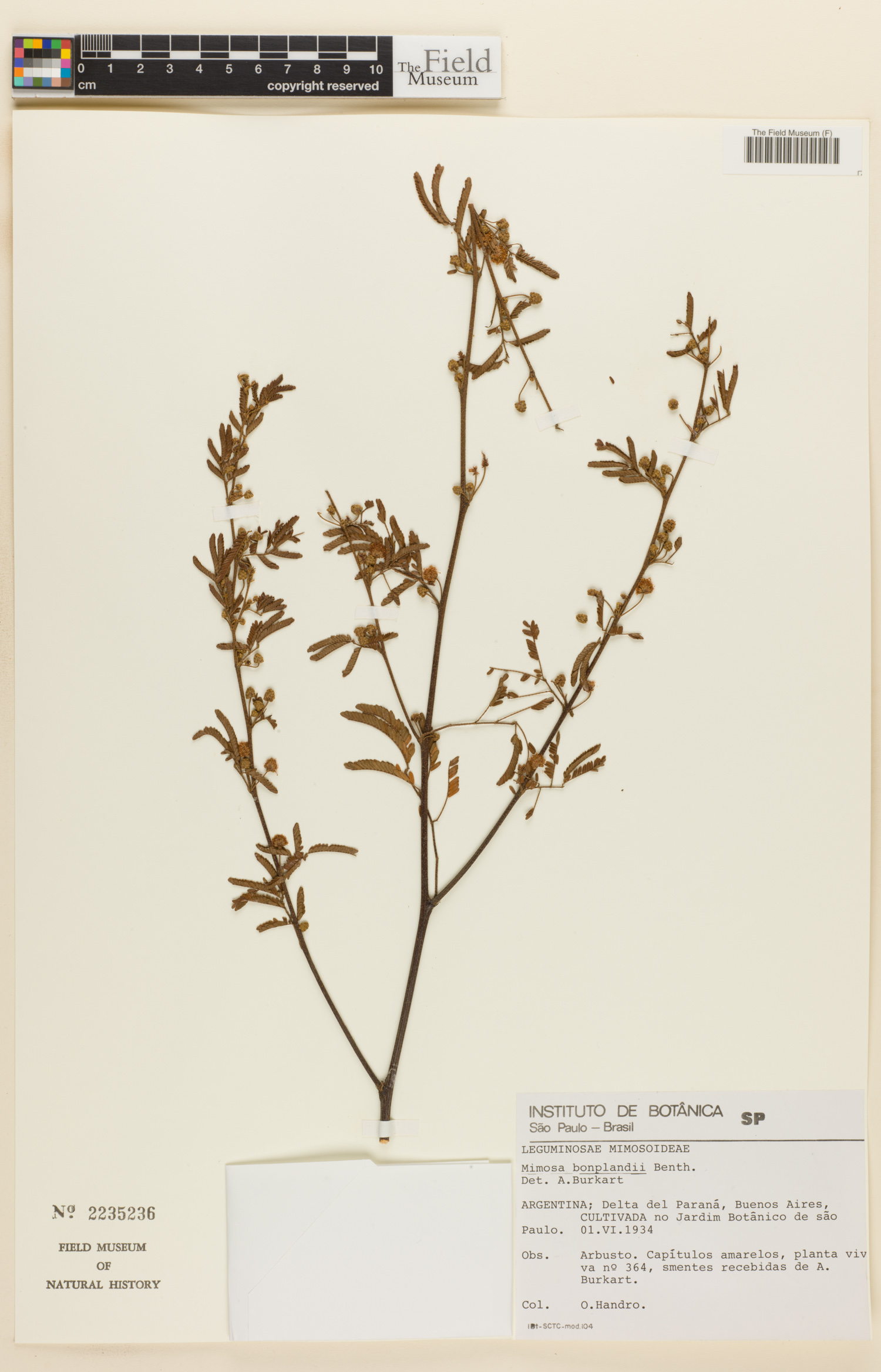 Mimosa bonplandii image