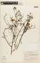 Mimosa bonplandii image