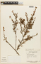 Mimosa brachycarpa image