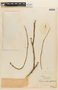 Mimosa caesalpiniifolia image