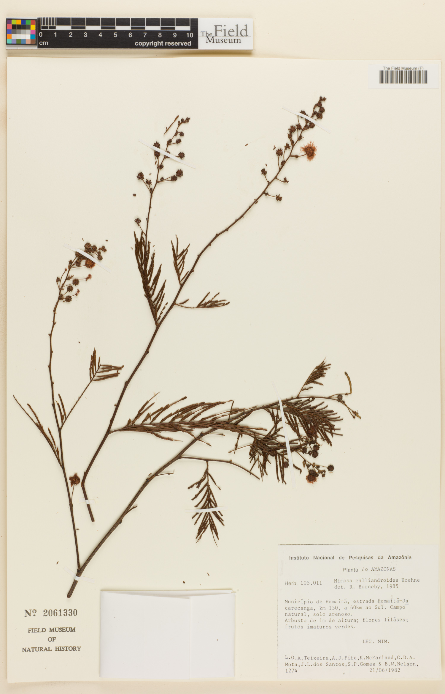 Mimosa calliandroides image