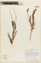 Mimosa calliandroides image
