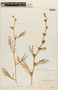 Mimosa camporum image