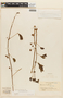 Mimosa casta image