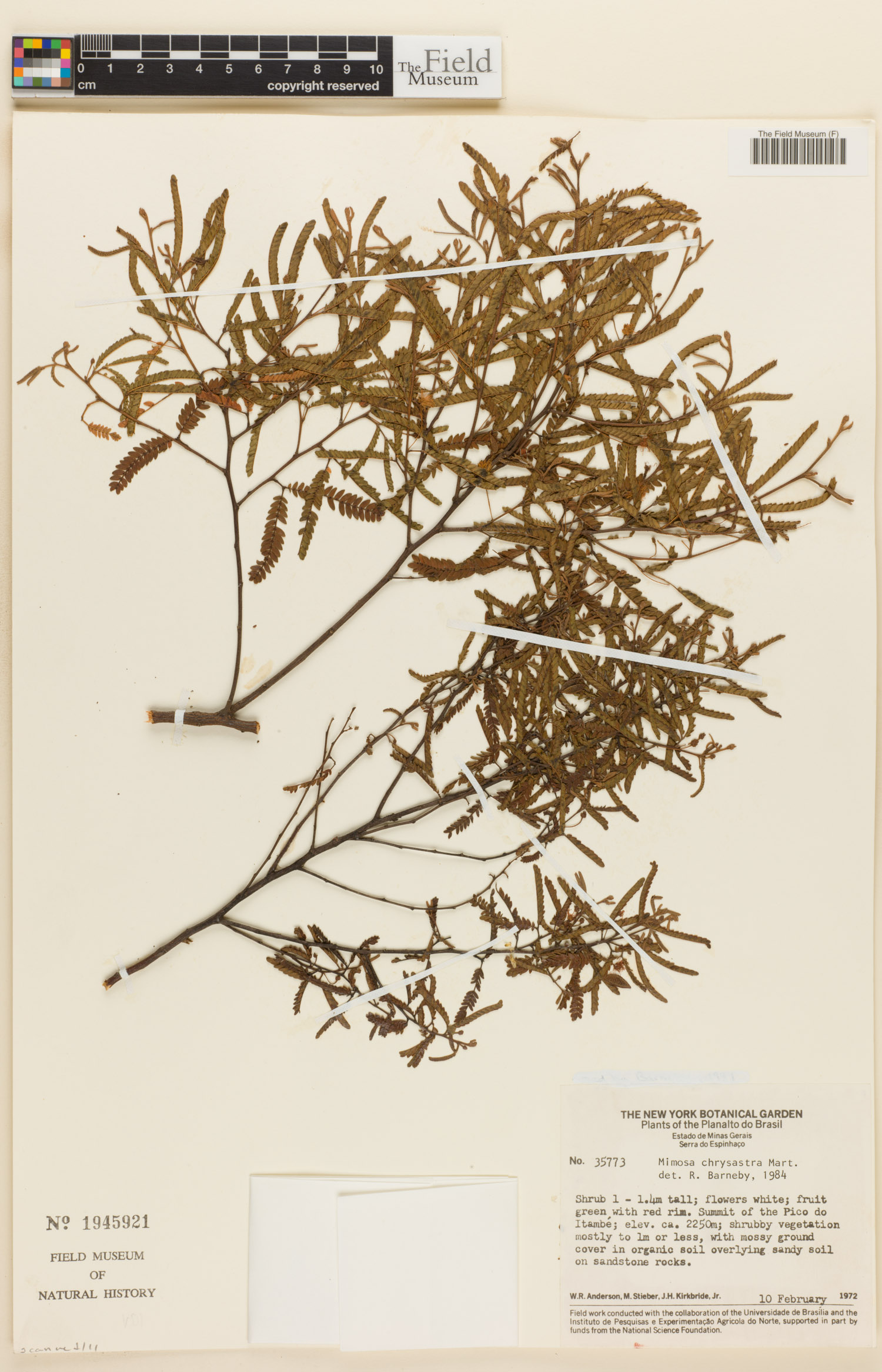 Mimosa chrysastra image