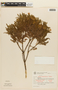 Mimosa congestifolia image