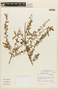 Mimosa ctenodes image