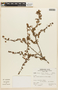 Mimosa ctenodes image