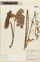 Mimosa cyclophylla image