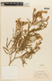 Mimosa cylindracea image