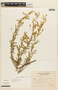 Mimosa daleoides image