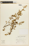 Mimosa daleoides image