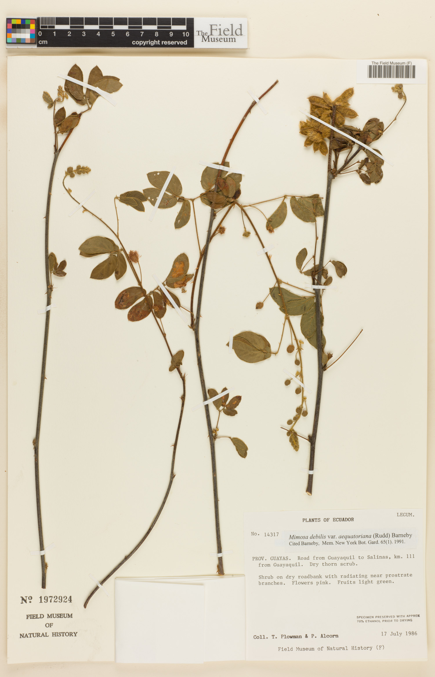 Mimosa debilis var. aequatoriana image