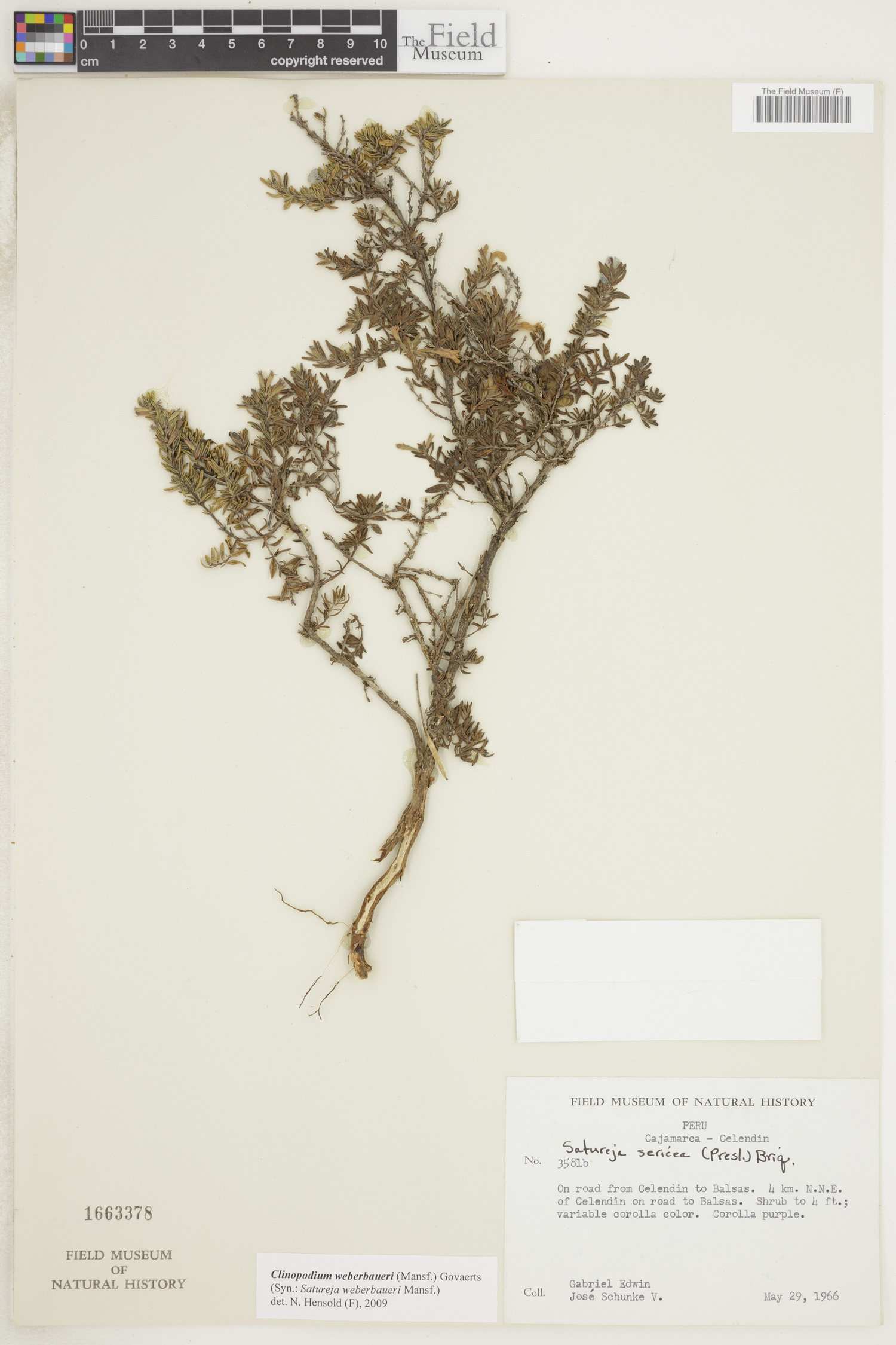 Clinopodium weberbaueri image