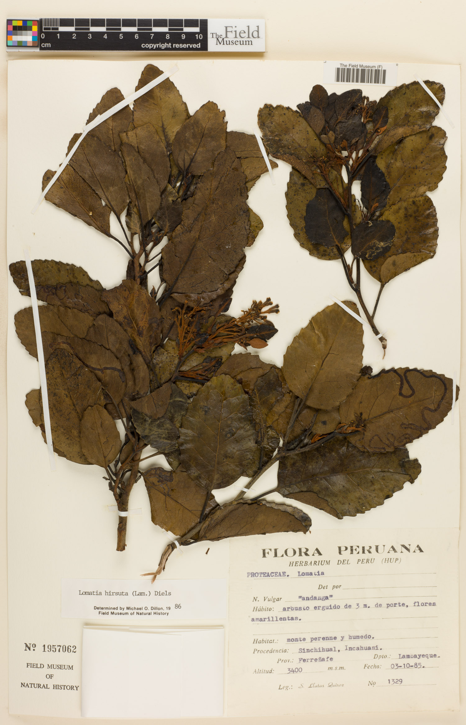 Lomatia hirsuta image