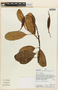 Oreocallis grandiflora image