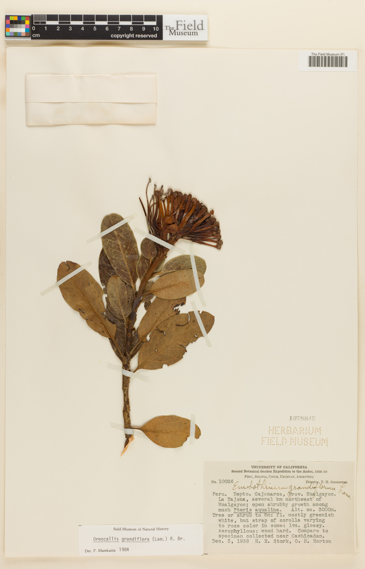 Oreocallis grandiflora image