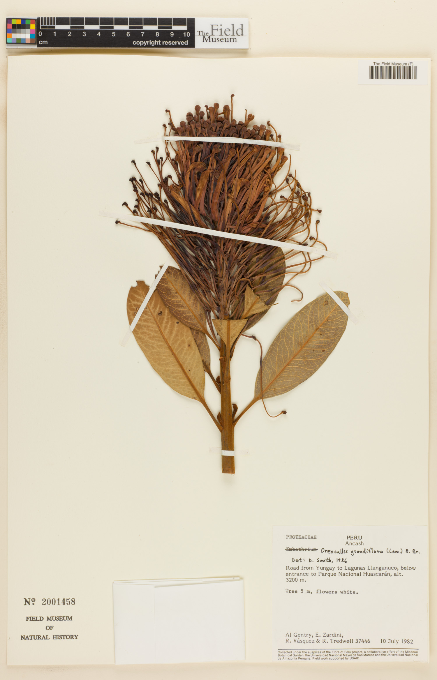 Oreocallis grandiflora image
