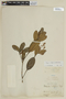 Panopsis multiflora image