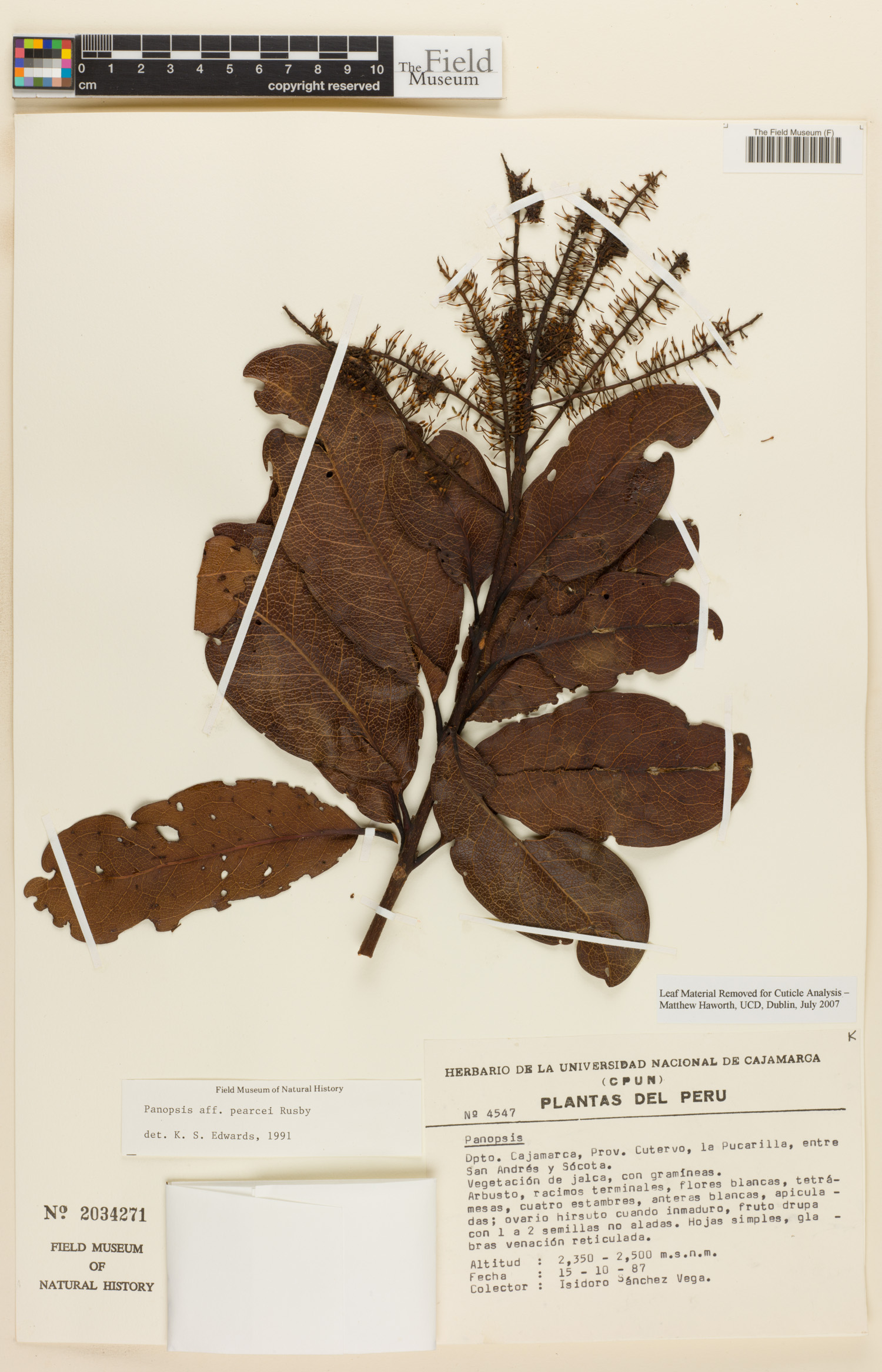Panopsis pearcei image