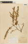 Panopsis perijensis image