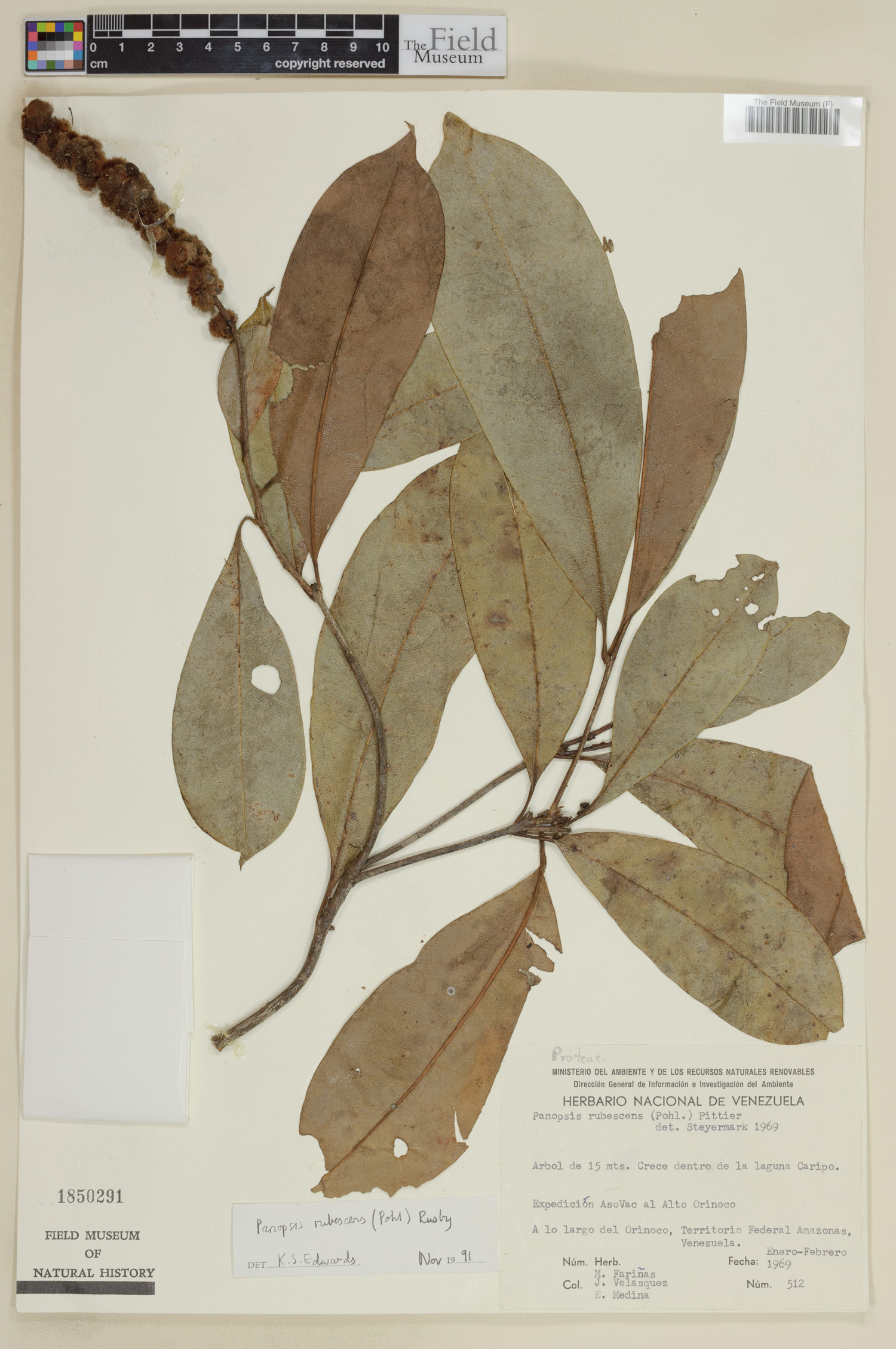 Panopsis rubescens image