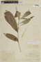Panopsis rubescens image