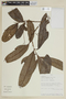 Panopsis rubescens image
