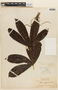 Panopsis sessilifolia image