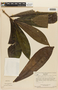 Panopsis sessilifolia image
