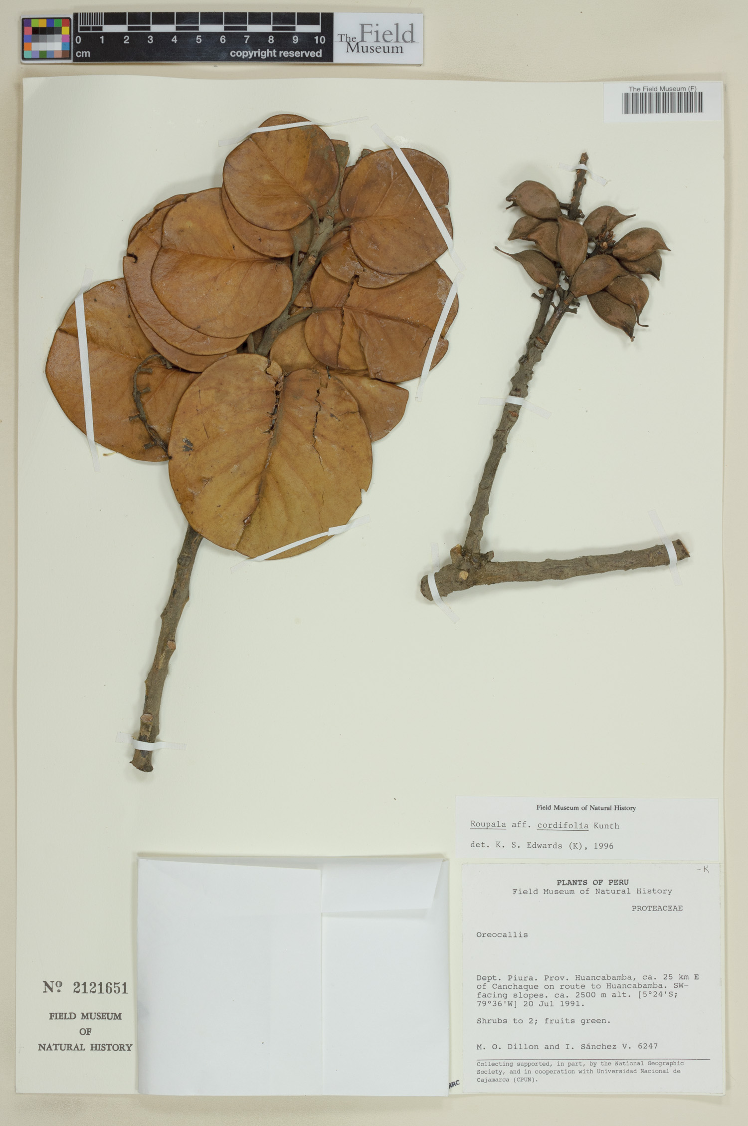 Roupala cordifolia image