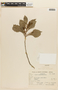 Roupala rhombifolia image