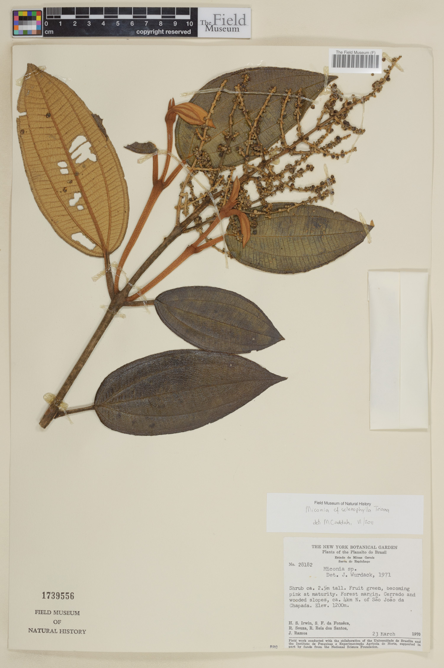 Miconia sclerophylla image