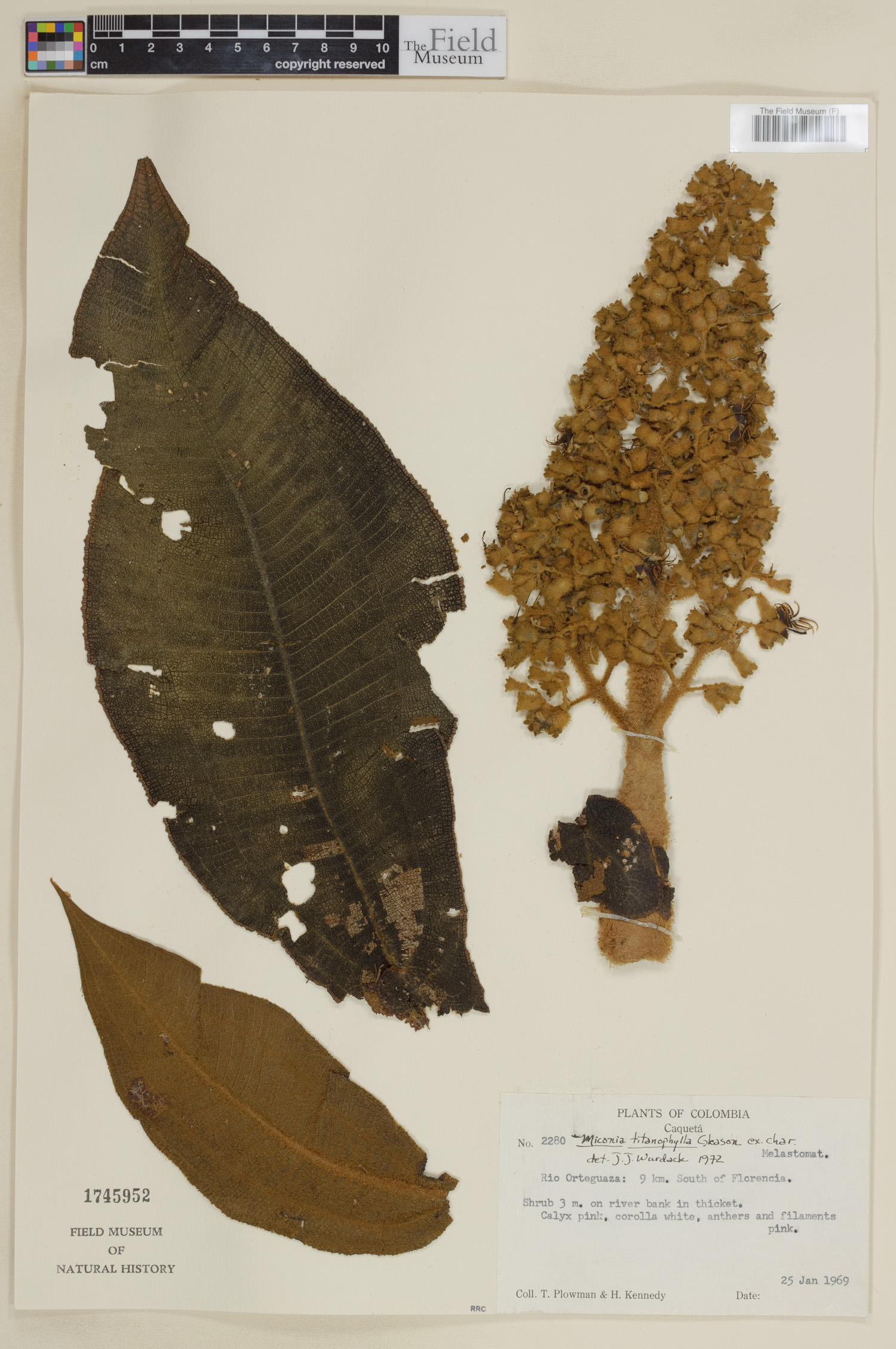 Miconia titanophylla image