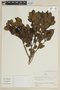 Miconia tinifolia image