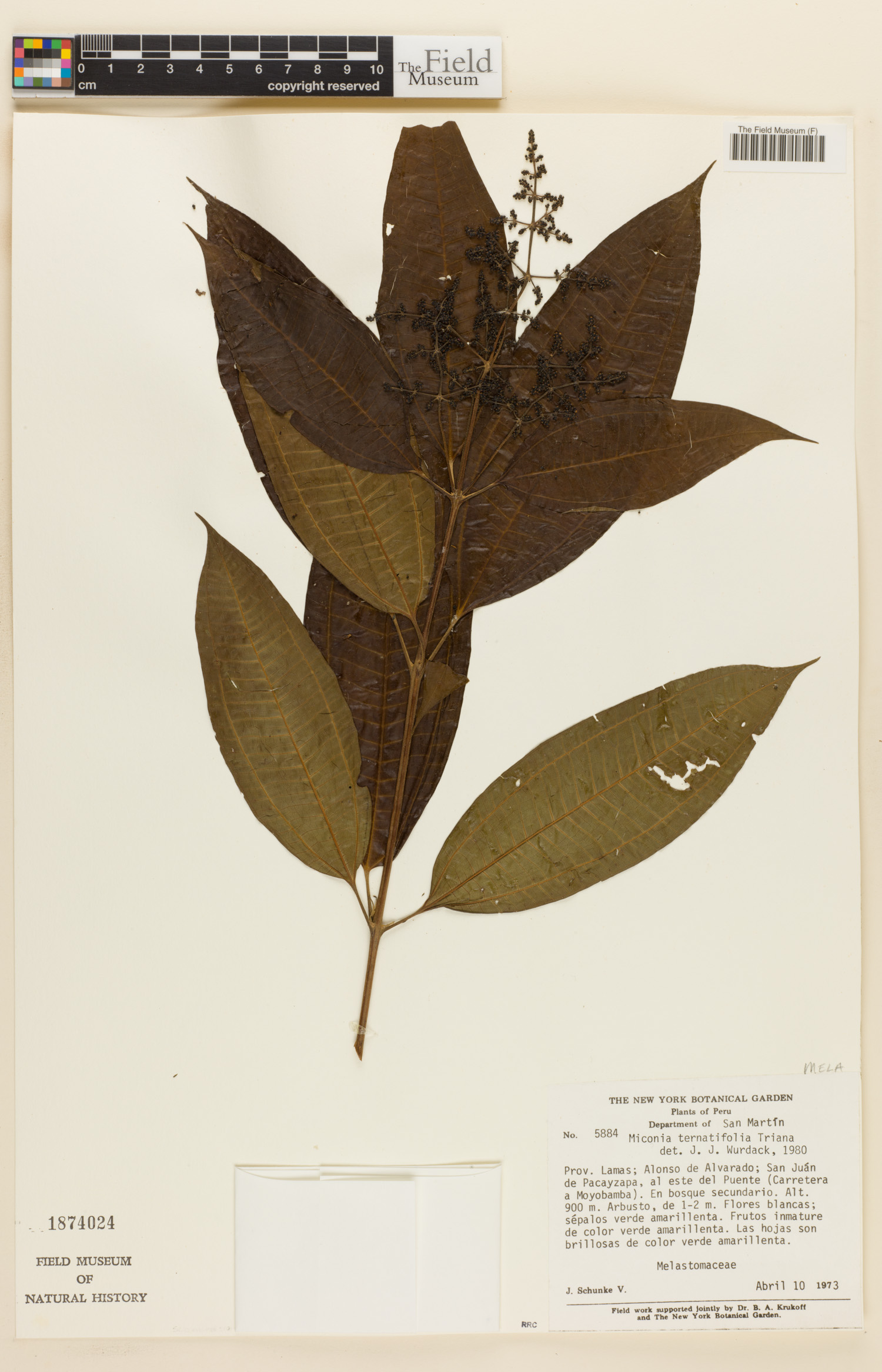 Miconia ternatifolia image