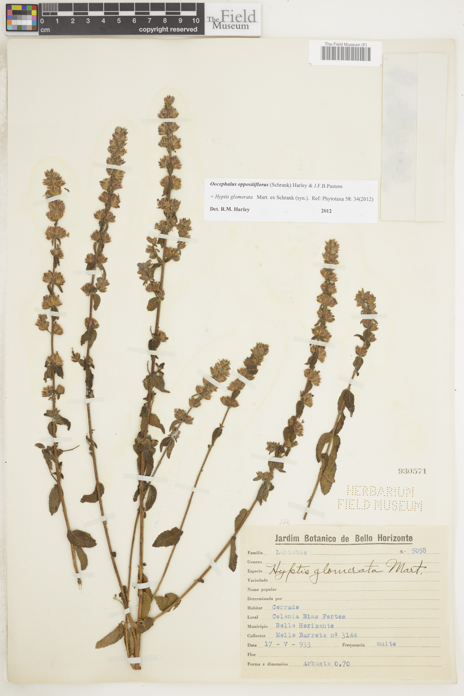 Oocephalus oppositiflorus image