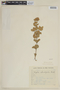 Hyptis rotundifolia image