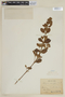 Hyptis rotundifolia image