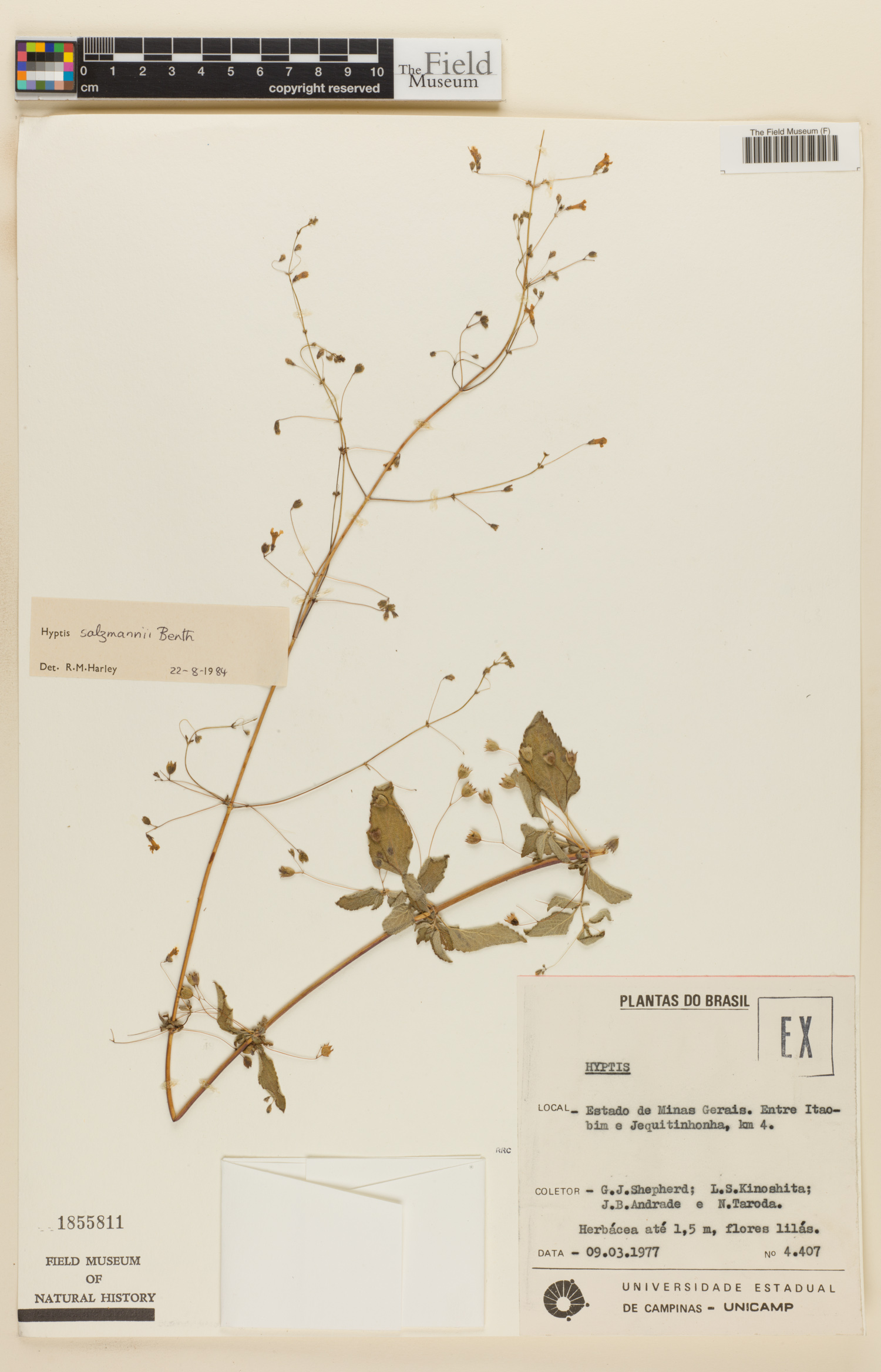 Hypenia salzmannii image